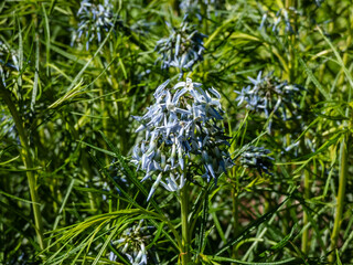 Narrowleaf Bluestar (amsonia hubrichtii) flowering with clusters of delicate, pale blue, star-shaped flowers in early summer. Beautiful floral scenery