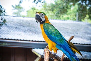 blue and yellow macaw