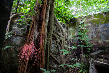 Trees and roots growing over an abanonded house in Armero Town after 37 years of the tragedy caused by the Nevado del Ruiz Volcano in 1985