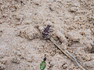 Close-up shot of the Northern dune tiger beetle (Cicindela hybrida) - long, with a red brown appearance, three light coloured bands on each wing case and an iridescent green underside on sand