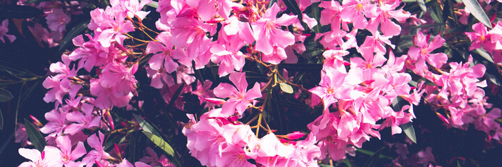 Oleander flowers in summer time. Beautiful pink flowers on a tree branch. Banner