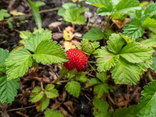 Mock, Indian or false strawberry (Potentilla indica) or backyard strawberry with red fruit in garden in summer