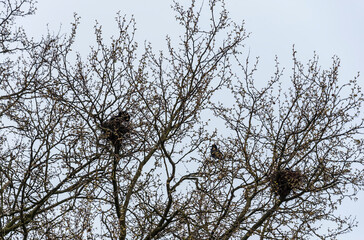 a group of rooks nesting in a tree