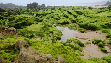 Fototapeta na wymiar Increíbles rocas llenas de algas en la playa de Arnía, Cantabira, España