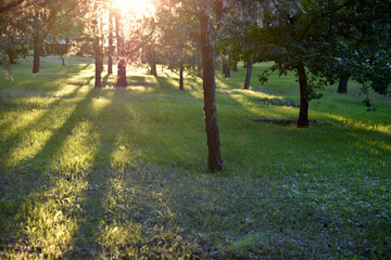 Sunny evening light in the park through tree branches and grass