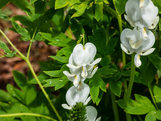 Bleeding heart (Dicentra spectabilis) 'Alba' with divided, light green foliage and arching sprays of pure white, heart-shaped flowers with protruding white petals, which dangle above the foliage