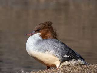 Close-up shot of the Female of goosander (common merganser) (Mergus merganser) standing on the bank of a lake in sunlight with water in background. Detailed view of a bird