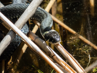 Close-up shot of Black grass snake (Natrix natrix) in the pond among water vegetation in sunlight. Focus on eye and head of eurasian non-venomous snake showing the yellow collar