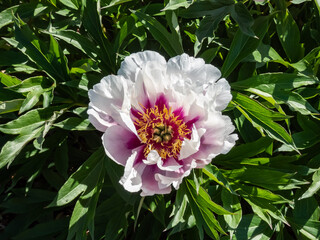 Beautiful, summer peony (paeonia) 'Cora Louise' with large, pure white, semi double flowers, that open to flushed lavender to purple petals in the center with cluster of golden stamens © KristineRada