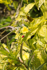 Ladybug on a tomato leaf