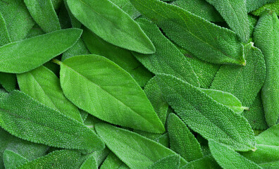 Close-up fresh sage leaves.