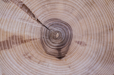 Naklejka premium Cut Ash, the texture of the tree is clearly visible, annual rings. Suitable for background, background, screen saver.