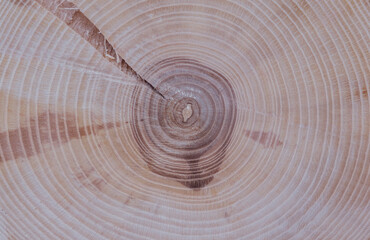 Cut Ash, the texture of the tree is clearly visible, annual rings. Suitable for background, background, screen saver.