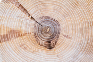 Cut Ash, the texture of the tree is clearly visible, annual rings. Suitable for background, background, screen saver.