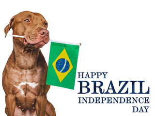 Happy Independence Day. Lovable, adorable dog and Brazilian Flag. Close-up, indoors. Studio shot. Congratulations for family, loved ones, relatives, friends and colleagues. Pets care concept