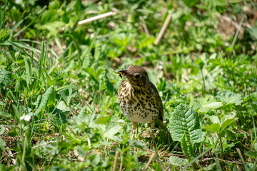Turdus philomelos in the natural environment.