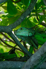 Iguana 