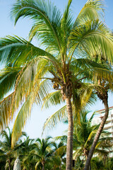 Fototapeta premium Palm