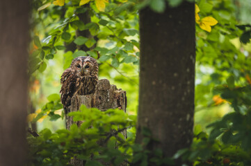 Tawny owl (Strix aluco) in green forest. Tawny owl sits on tree. Tawny owl and green background.