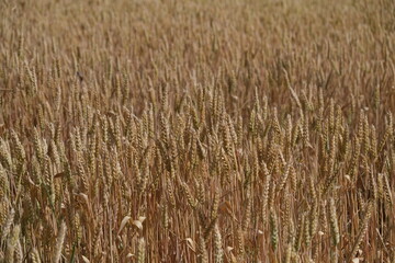 Sunny Weat Field Background