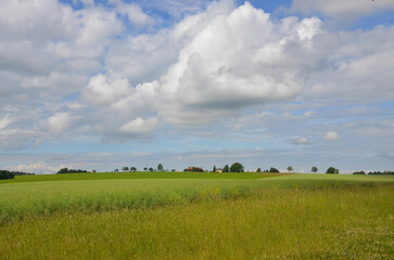Frühlingslandschaft - Feld unter blauem Wolkenhimmel
