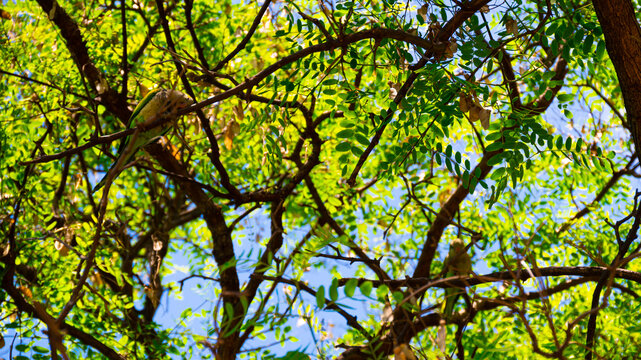 Green background - acacia branches and leaves with parrots between them in the Ciutadella Park in Barcelona, Spain.
