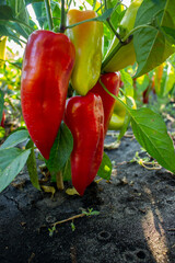 pepper growing in the garden on a sunny day
