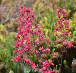 Purpurglöckchen blühen pink im Heidegarten