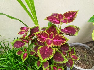 Coleus plant in a pot under white background