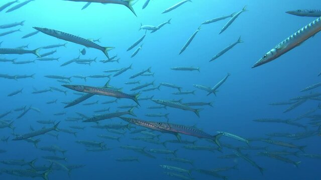 Wildlife underwater - Mediterranean barracuda fish shoal