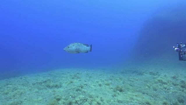 Scuba diver filming a grouper fish