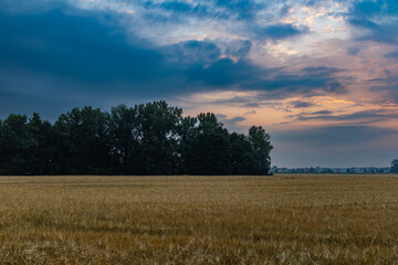 Beautiful cloudy sunrise over big yellow field and trees of forest