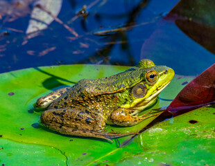 frog in the pond