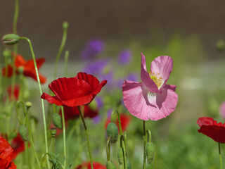 red and pink poppy flowers in field