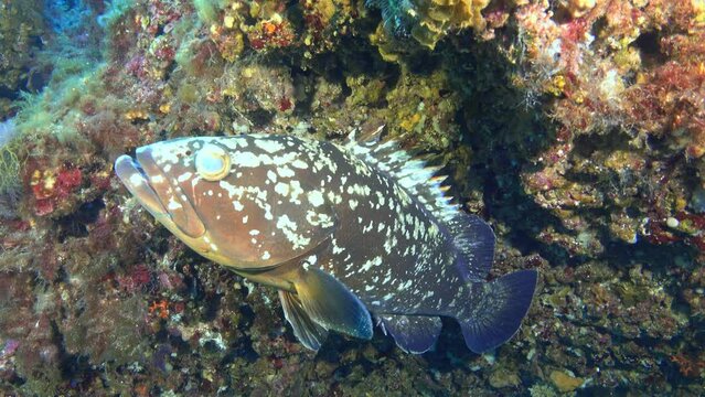 Blind grouper fish - Sick fish