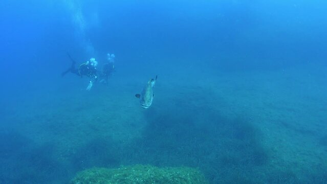 Underwater scene - Grouper fish and two scuba divers