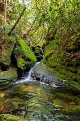 Obraz premium Small stream with water running between the mossy rocks and rain forest vegetation in Carrancas in the state of Minas Gerais, Brazil