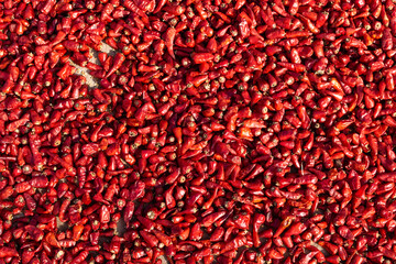 Red chili peppers, closeup view of red chilies being dried in the sun