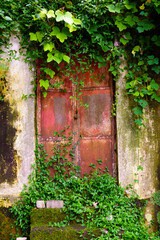 Shabby building covered with vines