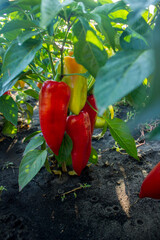 pepper growing in the garden on a sunny day