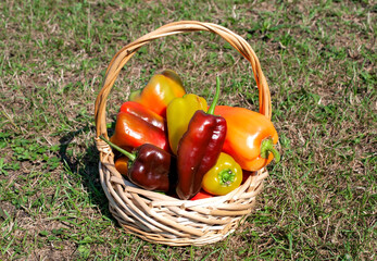 Basket with grown colored peppers.