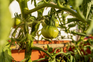 Close-up detail of unripe organic green tomatoes with leaves, in a home garden with out of focus background, horizontal.