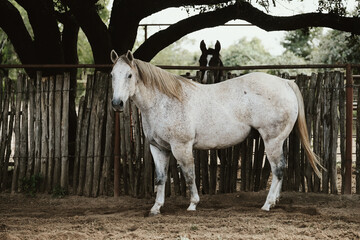 Gray gelding horse on Texas ranch for portrait, looking at camera. - obrazy, fototapety, plakaty
