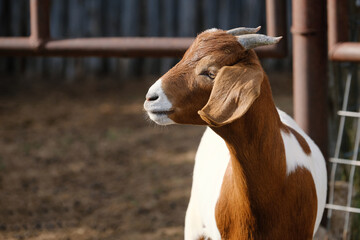 Cute boer goat face with horns on farm closeup.