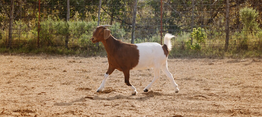 Boer goat on farm during summer with horns.