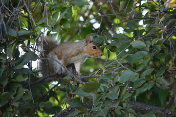 Obraz premium Squirrel