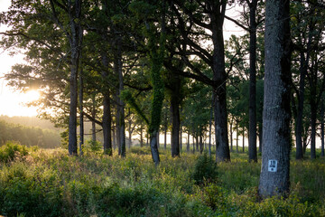 Wonderful oak forest right on the entry to the Turopoljski Lug, ancient hunting grounds full of flora and fauna, near the city of Zagreb, Croatia