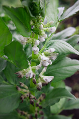 bean blossoms growing in the garden