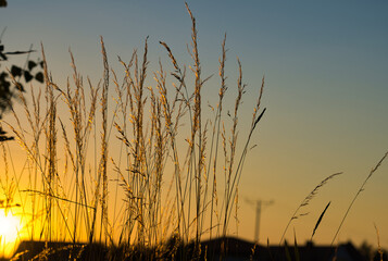 gold grasses on the sunset light - obrazy, fototapety, plakaty