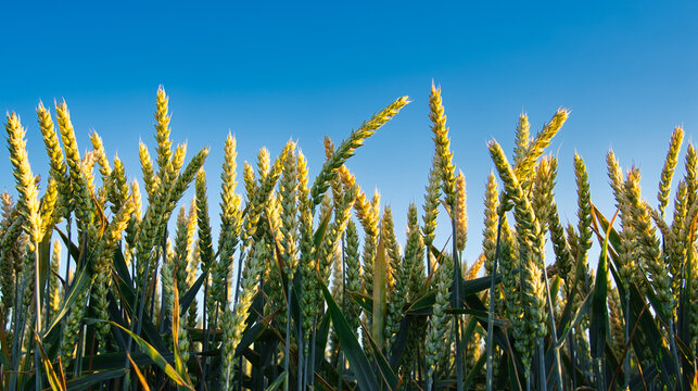 blades of wheat on blue aku
